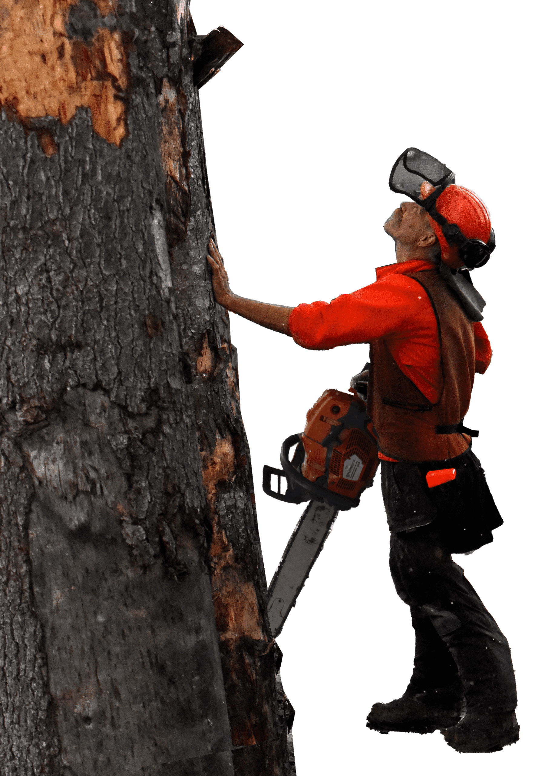 Tree Felling