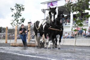 Horse Skidding Exhibition