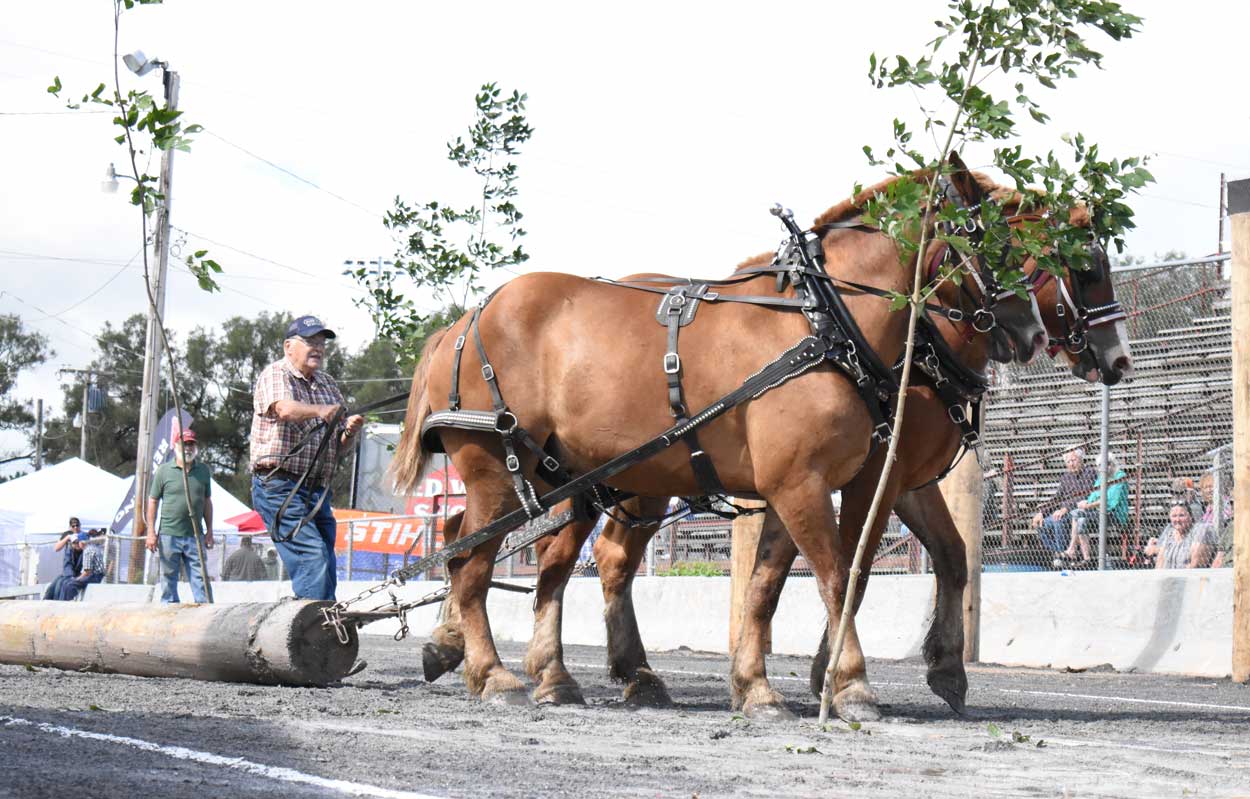 Horse Skidding Exhibition