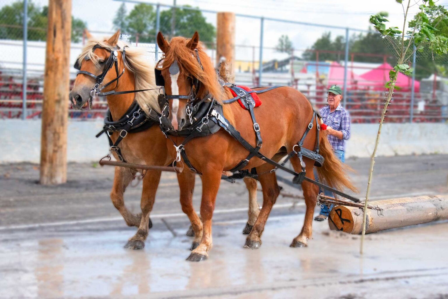 horse-skidding-nys-woodsmen-s-field-days