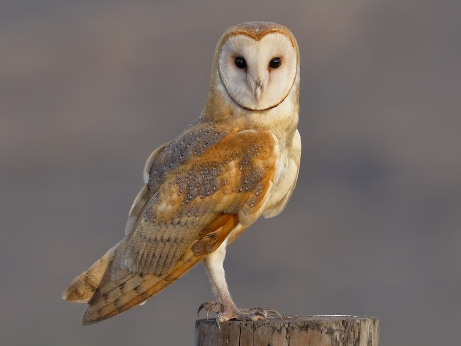 barn owl