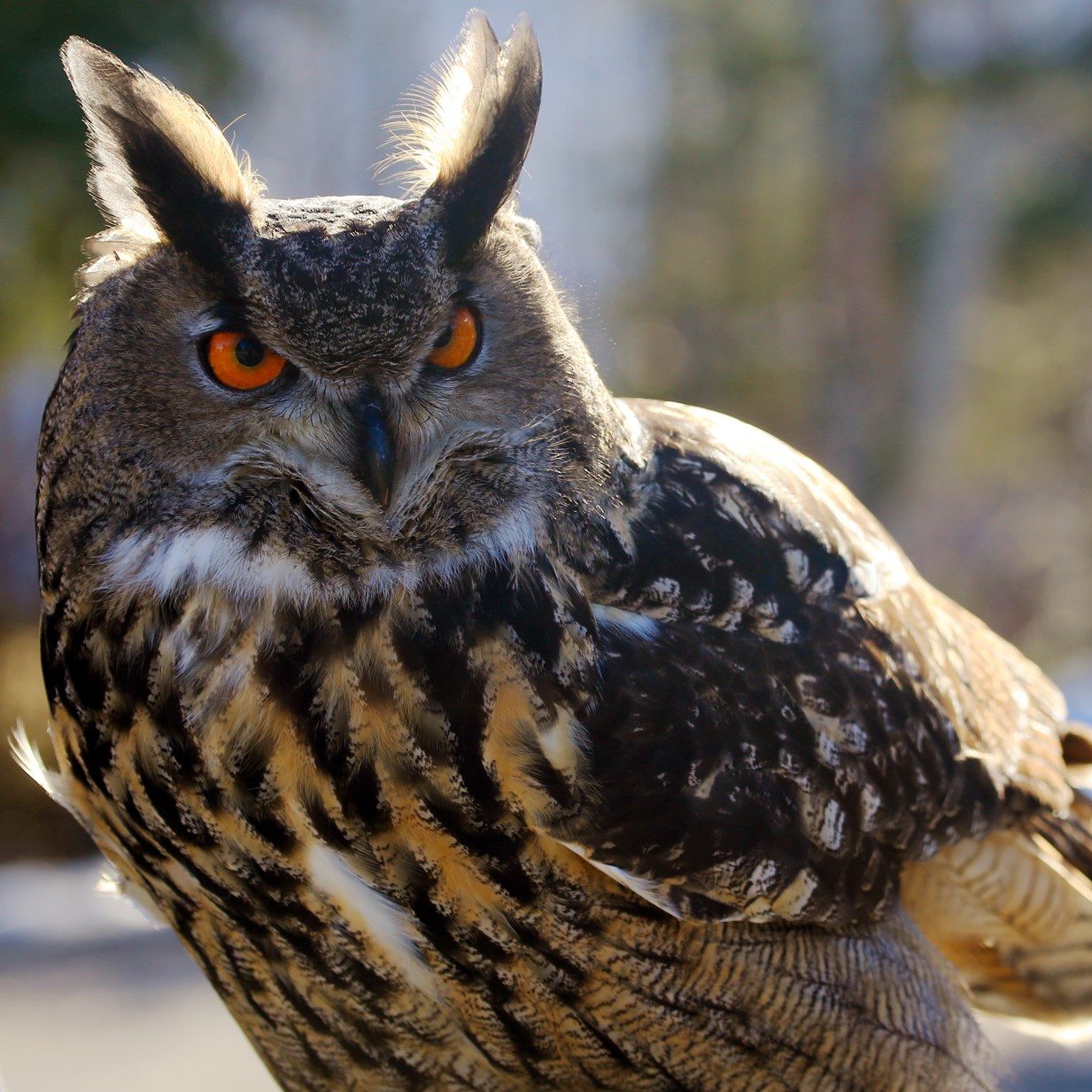 Eagle Owl