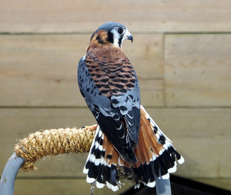 Sparrow Hawk